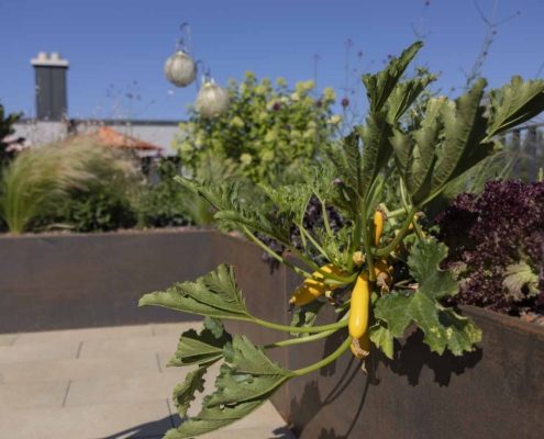 Gelbe Zucchini mit großen grünen Blättern Gelbe Zucchini mit großen grünen Blättern im Hochbeet des Dachgartens, umgeben von Stauden und Ziergräsern.