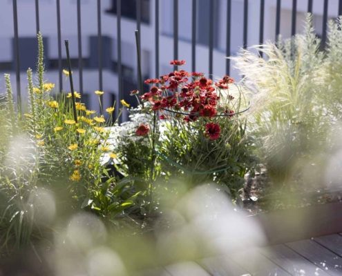 Farbenfrohe Staudenbepflanzung Farbenfrohe Staudenbepflanzung im Dachgarten mit roten und gelben Blüten, weißen Blütenständen und filigranen Ziergräsern.