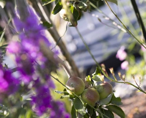 Kleiner Apfelbaum im Dachgarten Kleiner Apfelbaum im Dachgarten mit heranreifenden Äpfeln zwischen violett blühenden Stauden und grüner Bepflanzung.