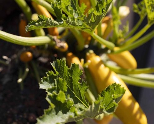 Reifende gelbe Zucchini Reifende gelbe Zucchini an der Pflanze im Hochbeet des Dachgartens mit markanten grünen Blättern.