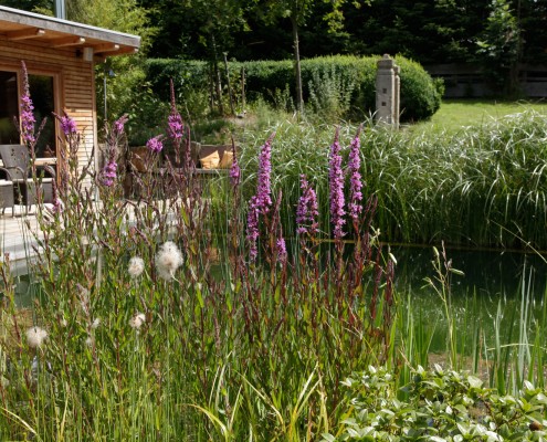 Garten-Naturgarten-Biotop