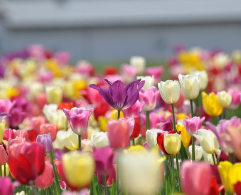 Garten-Tulpen