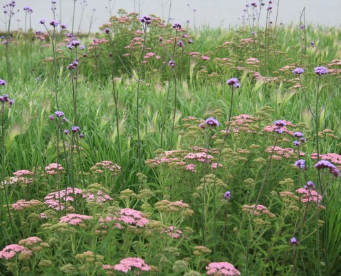 Naturgarten-Wiese